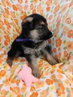 Purple , a male German Shepherd Dog for sale in Belton, SC – Photo 5 of 6