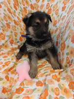 Purple , a male German Shepherd Dog for sale in Belton, SC – Photo 2 of 6