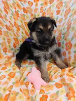 Purple , a male German Shepherd Dog for sale in Belton, SC – Photo 6 of 6