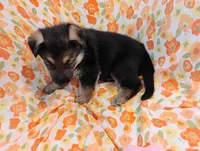 Purple , a male German Shepherd Dog for sale in Belton, SC – Photo 4 of 6