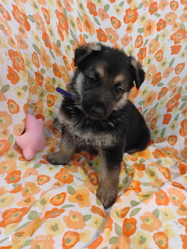 Purple  – German Shepherd Dog puppy for sale in Belton, SC