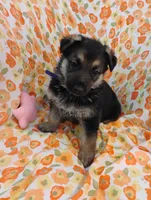 Purple , a male German Shepherd Dog for sale in Belton, SC – Photo 1 of 6