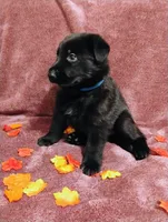 Blue, a male German Shepherd Dog for sale in Belton, SC – 4 of 7