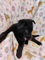 Green, a male German Shepherd Dog for sale in Belton, SC – Photo 3 of 3