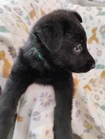 Green, a male German Shepherd Dog for sale in Belton, SC – Photo 2 of 3