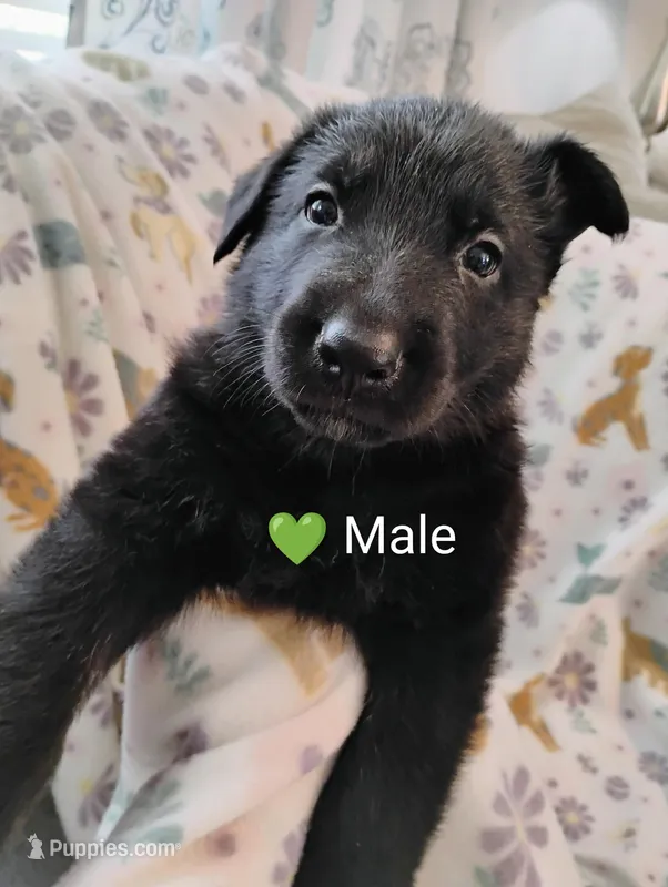 Green – German Shepherd Dog puppy for sale in Belton, SC