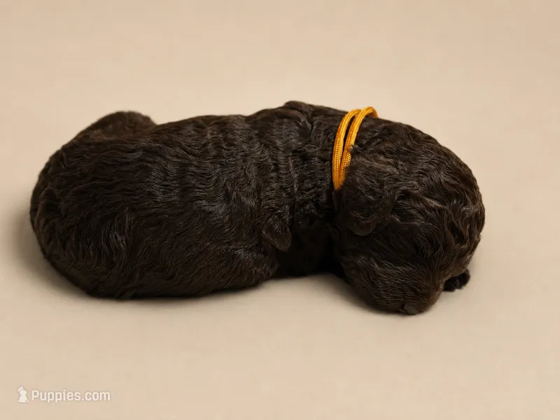 Cypress – Double Doodle puppy for sale in Bridge City, TX
