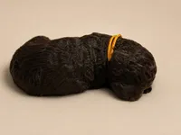 Cypress, a female Double Doodle for sale in Bridge City, TX – 1 of 5