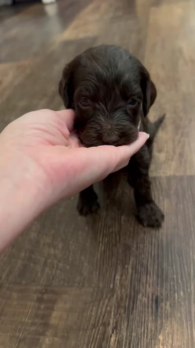 T Boy , a male Double Doodle for sale in Bridge City, TX – 6 of 6