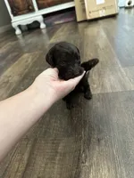 T Boy , a male Double Doodle for sale in Bridge City, TX – 3 of 6