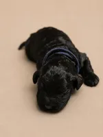 Onyx , a male Double Doodle for sale in Bridge City, TX – 1 of 3