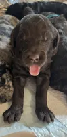 Hank, a male Double Doodle for sale in Bridge City, TX – 3 of 3