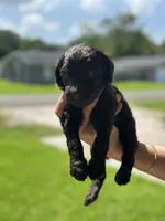 T Boy , a male Double Doodle for sale in Bridge City, TX – 2 of 6