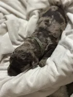 Freckles, a male Double Doodle for sale in Bridge City, TX – 4 of 4