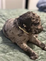 Nutella , a female Double Doodle for sale in Bridge City, TX – 5 of 7