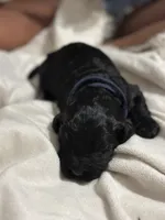 Onyx , a male Double Doodle for sale in Bridge City, TX – 2 of 3
