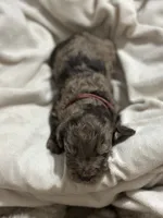 Aggie, a male Double Doodle for sale in Bridge City, TX – 4 of 4