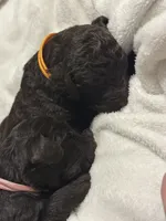 Cypress, a female Double Doodle for sale in Bridge City, TX – 2 of 5
