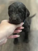 T Boy , a male Double Doodle for sale in Bridge City, TX – 5 of 6
