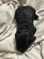 Onyx , a male Double Doodle for sale in Bridge City, TX – 3 of 3