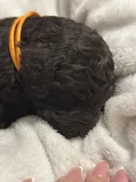 Cypress, a female Double Doodle for sale in Bridge City, TX – 5 of 5