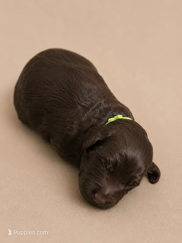 Hank – Double Doodle puppy for sale in Bridge City, TX