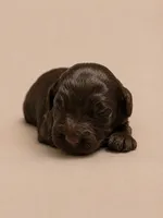 Hank, a male Double Doodle for sale in Bridge City, TX – 2 of 3