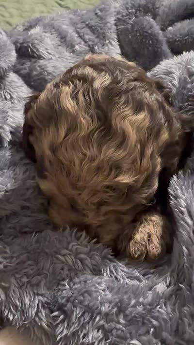 Nutella , a female Double Doodle for sale in Bridge City, TX – 7 of 7