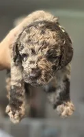 Nutella , a female Double Doodle for sale in Bridge City, TX – 3 of 7