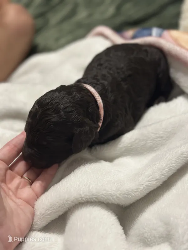 Magnolia – Double Doodle puppy for sale in Bridge City, TX