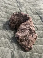 Nutella , a female Double Doodle for sale in Bridge City, TX – 6 of 7