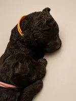 Cypress, a female Double Doodle for sale in Bridge City, TX – 4 of 5