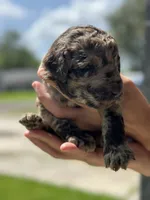 Nutella , a female Double Doodle for sale in Bridge City, TX – 4 of 7