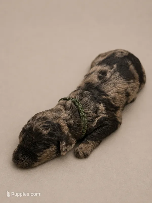 Freckles – Double Doodle puppy for sale in Bridge City, TX