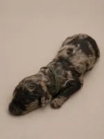 Freckles, a male Double Doodle for sale in Bridge City, TX – 1 of 4