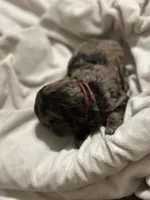 Aggie, a male Double Doodle for sale in Bridge City, TX – 3 of 4