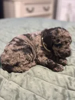 Nutella , a female Double Doodle for sale in Bridge City, TX – 2 of 7