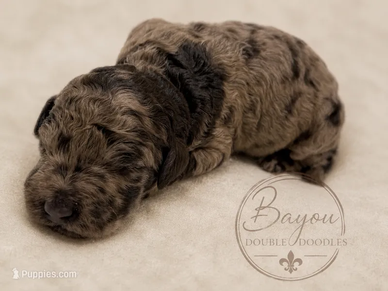 Nutella  – Double Doodle puppy for sale in Bridge City, TX