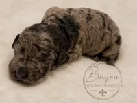 Nutella , a female Double Doodle for sale in Bridge City, TX – 1 of 7