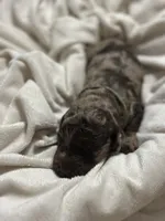 Freckles, a male Double Doodle for sale in Bridge City, TX – 2 of 4