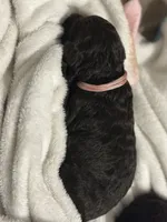 Magnolia, a female Double Doodle for sale in Bridge City, TX – 3 of 3