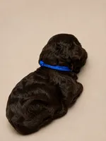 T Boy , a male Double Doodle for sale in Bridge City, TX – 4 of 6
