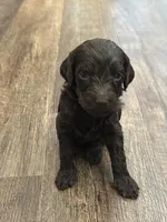 T Boy , a male Double Doodle for sale in Bridge City, TX – 1 of 6