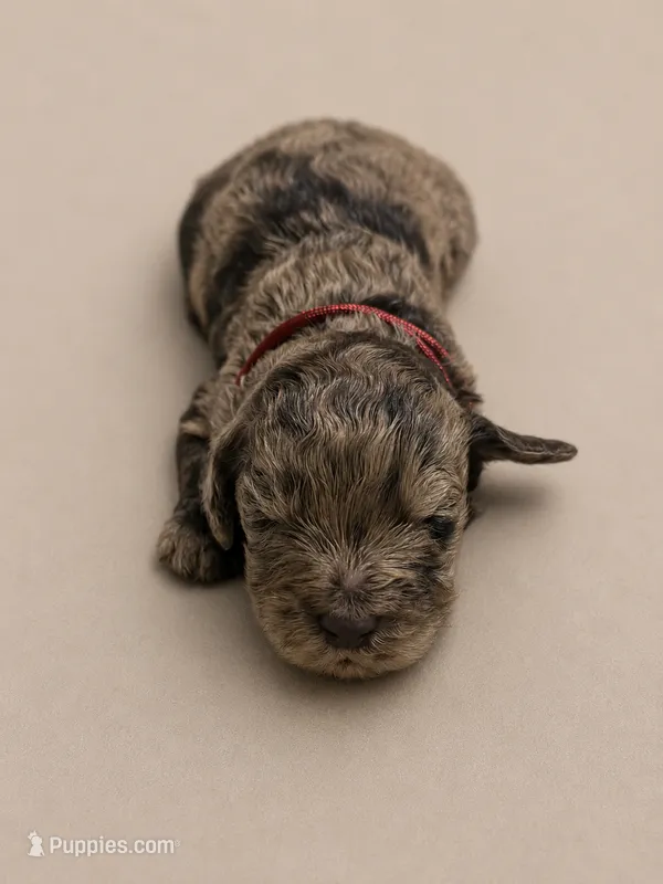 Aggie – Double Doodle puppy for sale in Bridge City, TX