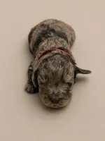 Aggie, a male Double Doodle for sale in Bridge City, TX – 1 of 4