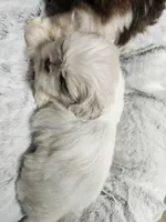 White female , a female Shih Tzu for sale in Charleston, WV – Photo 2 of 3