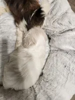 White female , a female Shih Tzu for sale in Charleston, WV – Photo 3 of 3