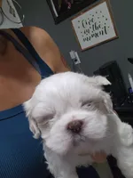 White female , a female Shih Tzu for sale in Charleston, WV – Photo 1 of 3