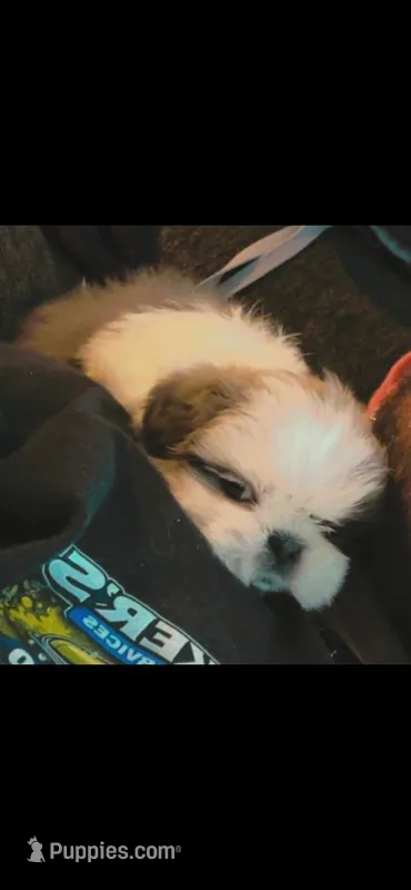 Male 4, a male Shih Tzu for sale in Charleston, WV – Photo 1 of 2
