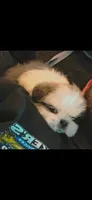Male 4, a male Shih Tzu for sale in Charleston, WV – Photo 1 of 2